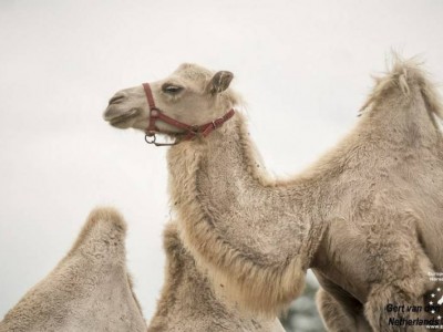3 White Camels: Stallion + Gelding + Pregnant Mare