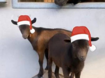 Bill & Bull: 2 mini goats