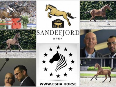The first ESHA foal auction in Norway