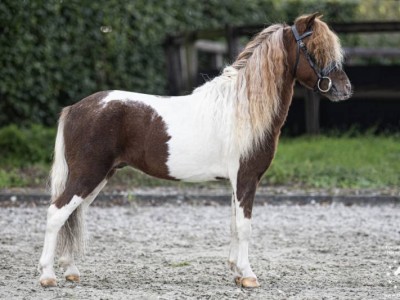 Ultimate's Rising Sun (Approved miniature stallion)